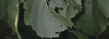 Wind Damaged Leaves